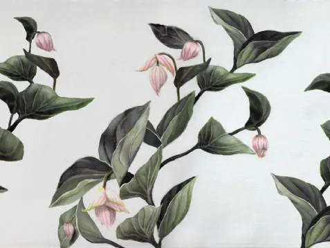 Medinilla